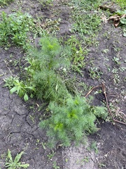 Tripleurospermum inodorum