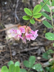 Hosackia rosea