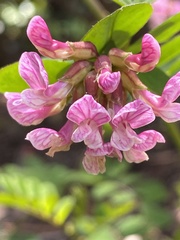 Hosackia rosea