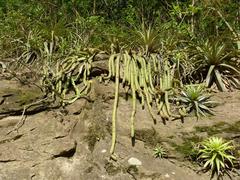 Cleistocactus samaipatanus