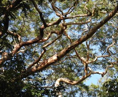Vachellia leucophloea