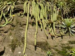 Cleistocactus samaipatanus