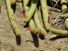 Cleistocactus samaipatanus