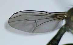 Tetrachaetus