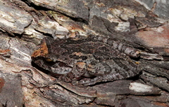 Pseudophilautus microtympanum