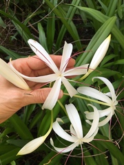 Crinum americanum