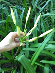 Crinum americanum
