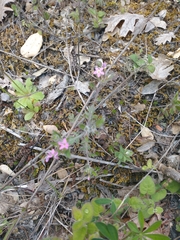Collomia heterophylla
