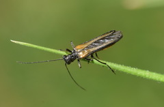 Oedemera pthysica