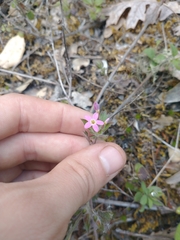 Collomia heterophylla