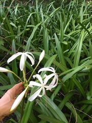 Crinum americanum