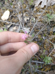 Collomia heterophylla