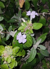 Barleria matopensis