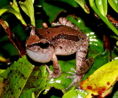 Pseudophilautus microtympanum