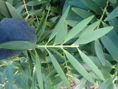 Agathis lanceolata