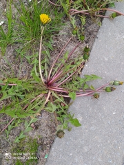 Taraxacum officinale