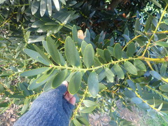 Agathis ovata