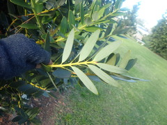 Agathis ovata