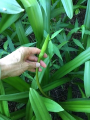 Crinum americanum