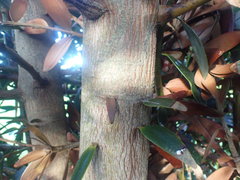 Agathis ovata