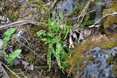Asplenium trichomanes quadrivalens