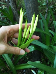 Crinum americanum