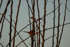 Leptasthenura aegithaloides