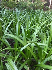 Crinum americanum