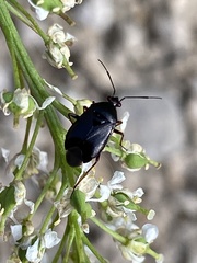 Deraeocoris ribauti