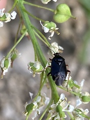 Deraeocoris ribauti