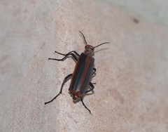 Pyrota tenuicostatis