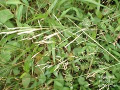 Agrostis infirma
