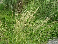 Agrostis infirma