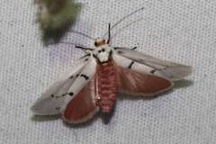 Enaemia atrolinea