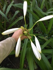 Crinum americanum