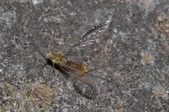 Ephemerellidae