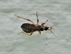 Alloeorhynchus flavipes