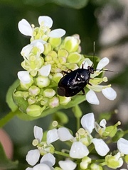 Deraeocoris ribauti