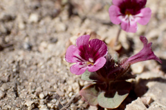 Diplacus constrictus