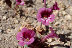 Diplacus constrictus