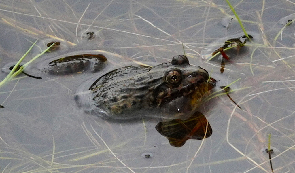 Montane Frog