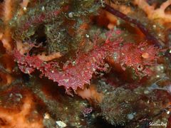 Idiotropiscis lumnitzeri