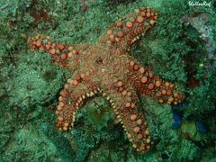 Uniophora granifera