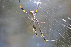 Trichonephila clavipes image