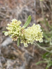 Eriogonum heracleoides leucophaeum