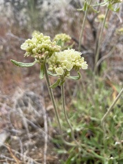 Eriogonum heracleoides leucophaeum