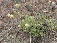 Eriogonum heracleoides leucophaeum