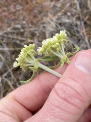 Eriogonum heracleoides leucophaeum