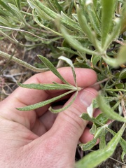 Eriogonum heracleoides leucophaeum