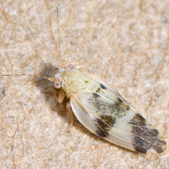 Euglyptoneura robusta